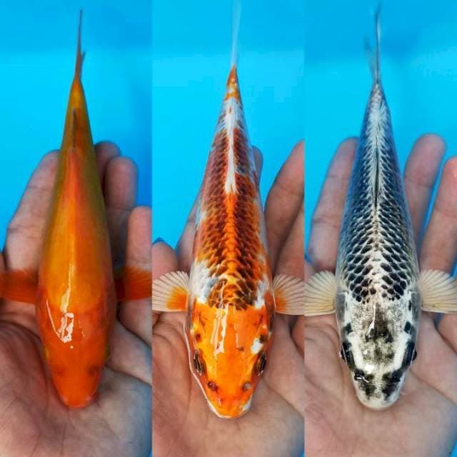 Segitiga bermuda beni,kujaku fan matsuba 18cm
