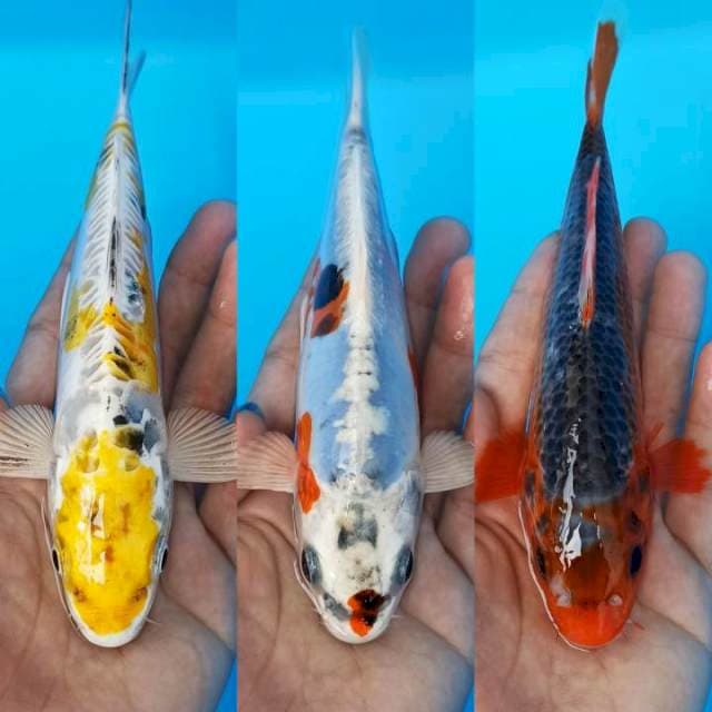 Trio cerah hariwake, kiko dan asagi 17-18cm