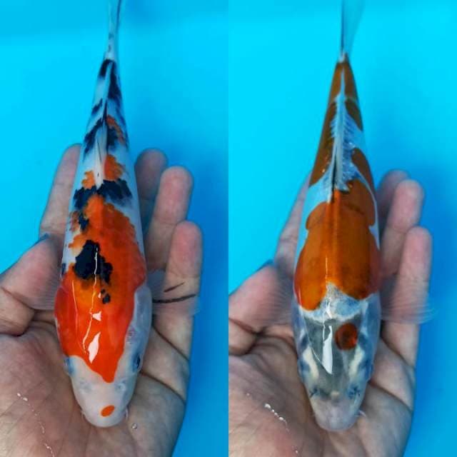 Tandem sanke punuk x goshiki doitsu 22cm
