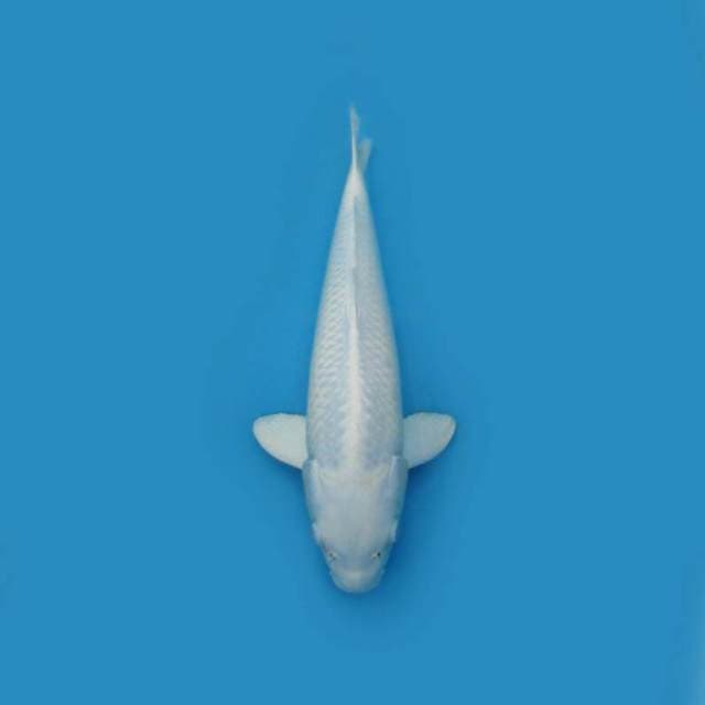 BKS ( PLATINUM 39 CM )