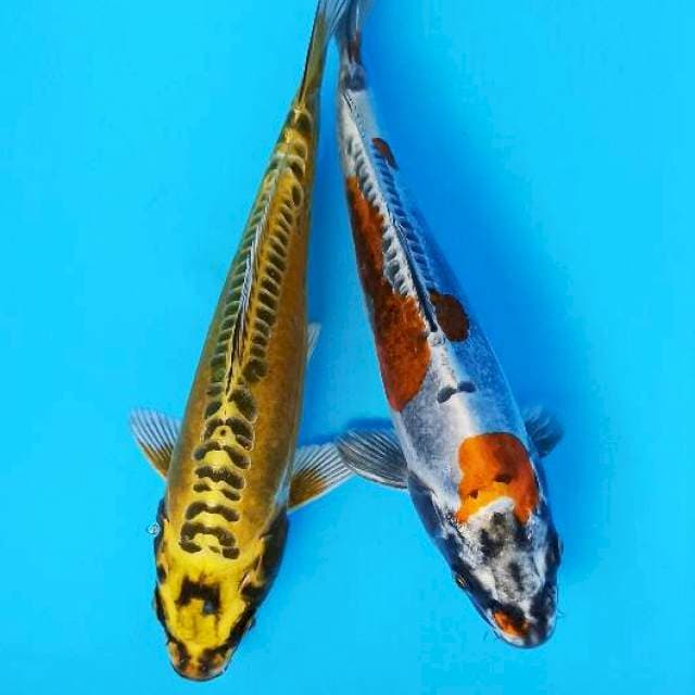 Duet metalik koleksi antik mizuo dan kin kiko 21-22cm