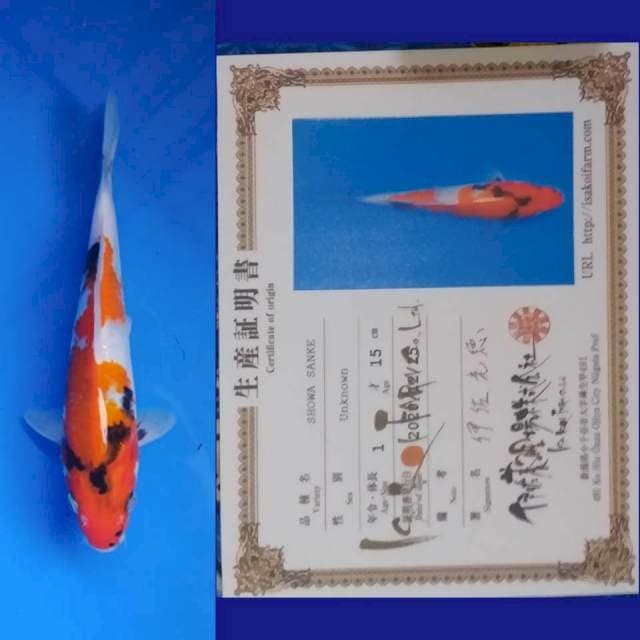 ISA SHOWA 20 CM