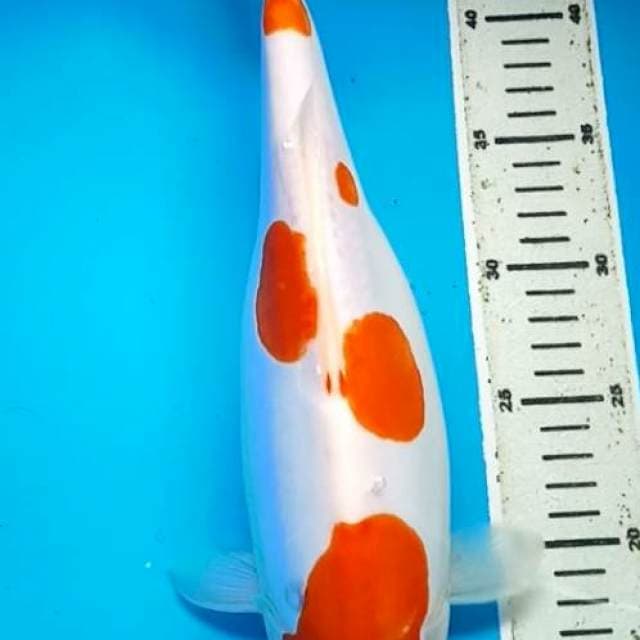 KOHAKU DOITSU BULKY 36 Cm