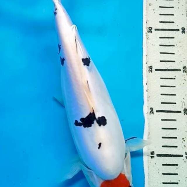 ORIGINAL TANCHO SANKE DOITSU MURNI 30 Cm