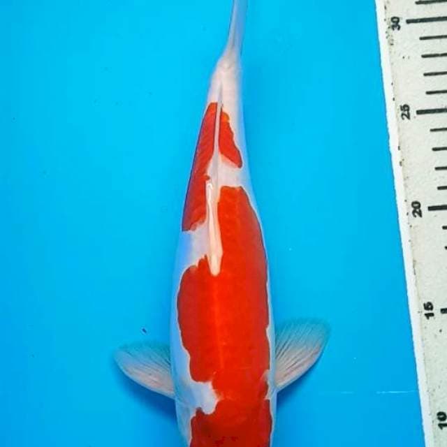 KOHAKU DOITSU BULKY 28 Cm, Jantan