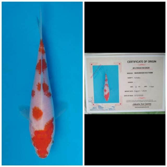 Maruboshi Sakura kohaku