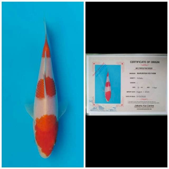 Maruboshi Sandan Kohaku