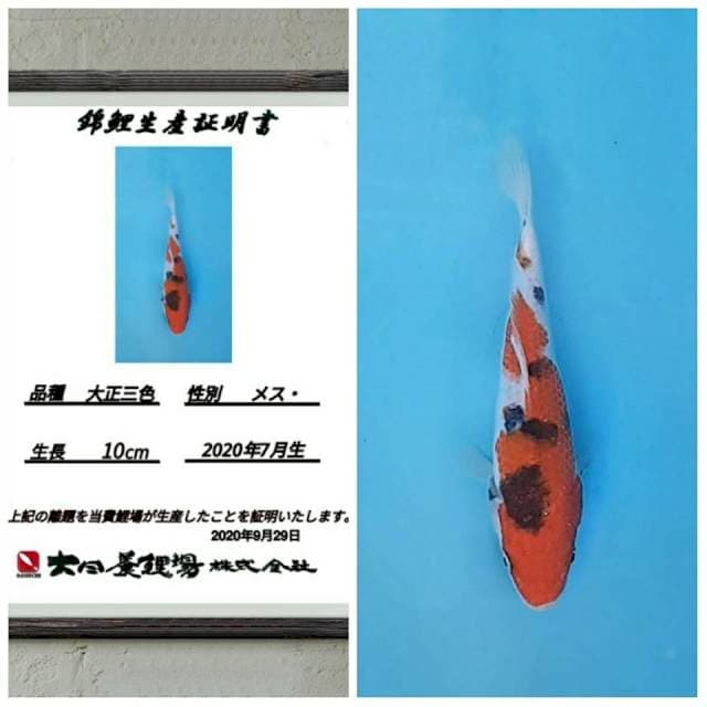 No.2 (red sanke import) 15cm