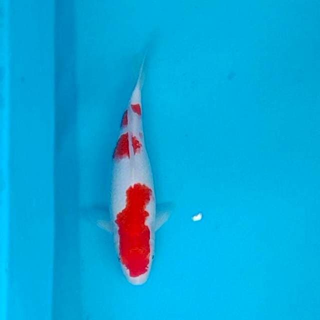 Kohaku 35cm