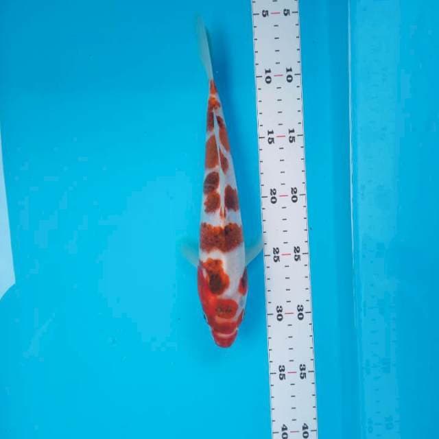Ai goromo 27cm