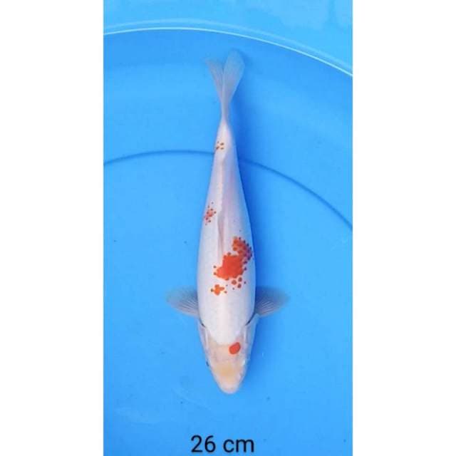 Kohaku 26cm