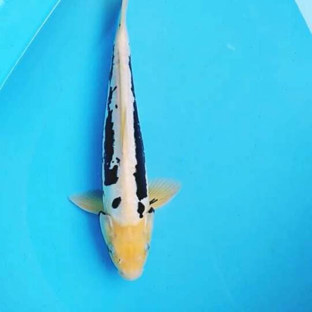 Kumonryo 33cm