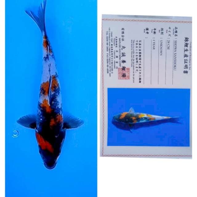 Showa Import Serti Marusei