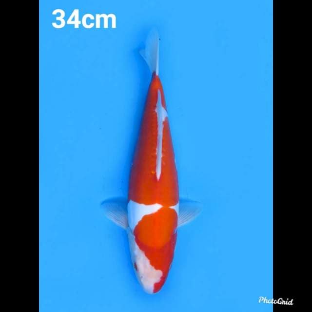 34cm , Kohaku Doitsu Murni