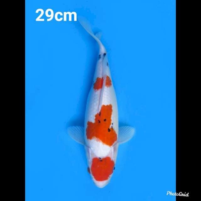 29cm , Fml , Maruten Sanke Original