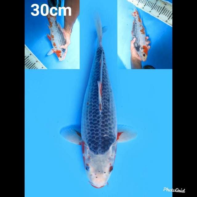 30cm , Fml , Asagi