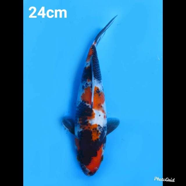 24cm Male , Showa Sanshoku