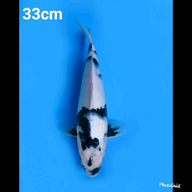 33cm , Shiro Putih Salju HQ