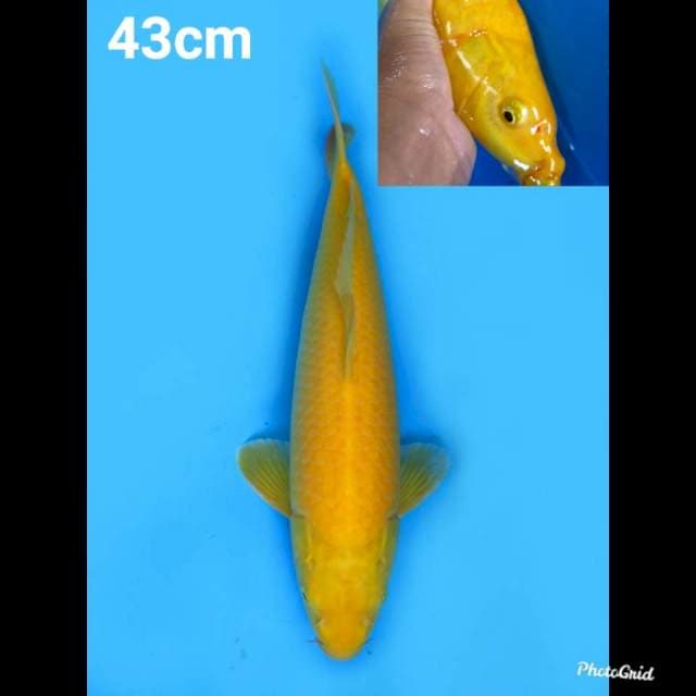 43cm , Karashigoi Bakat Jumbo