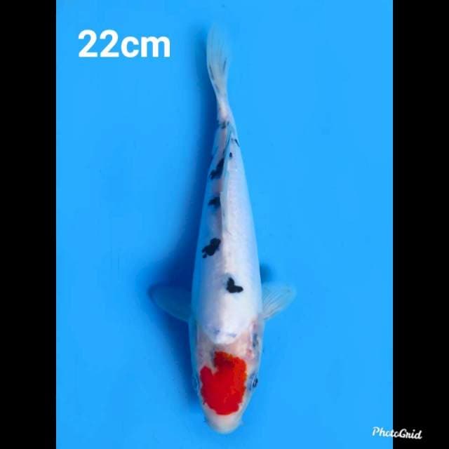 22cm , Tancho Sanke Doitsu Ori