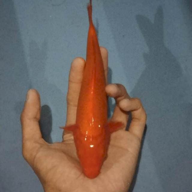Benigoi 18cm