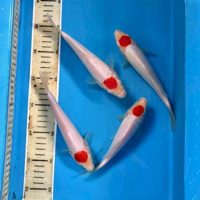 Tancho (4), 19-21 cm