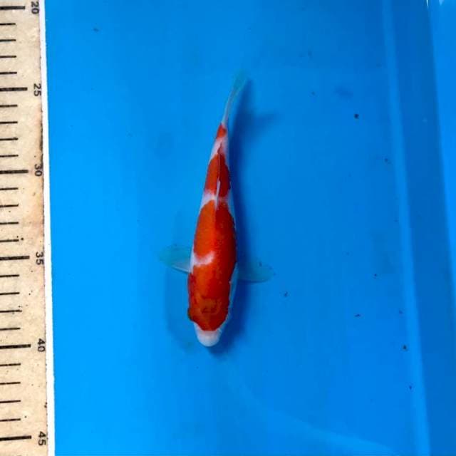 Kohaku, 16 cm