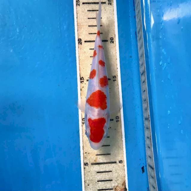 Kohaku, 16 cm