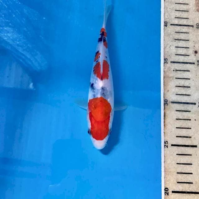 Showa, 17 cm