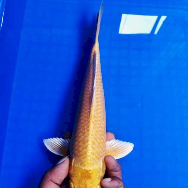 Ogon 30cm