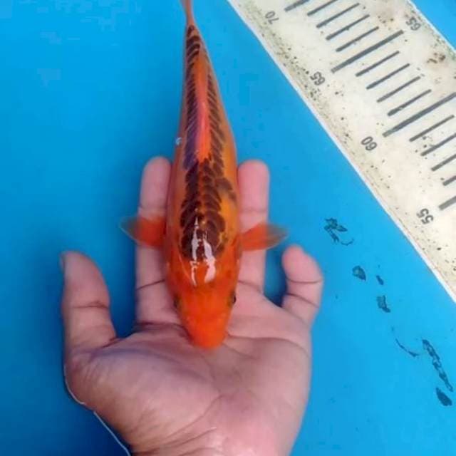 Susi hana