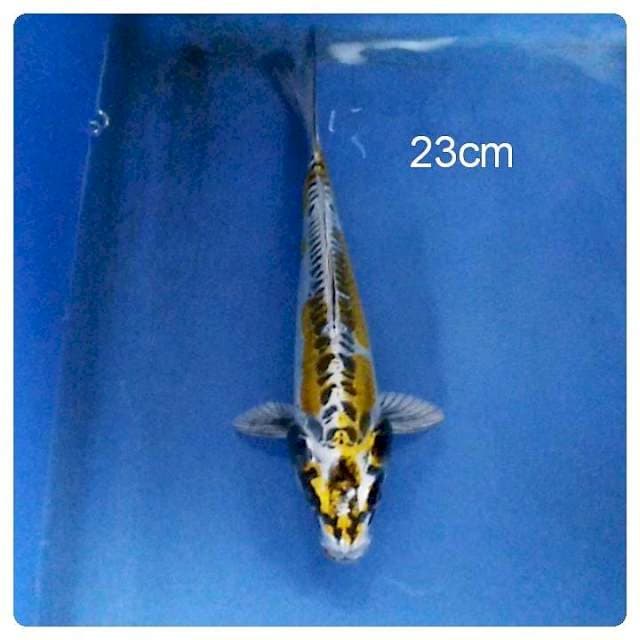 Kiko 23cm