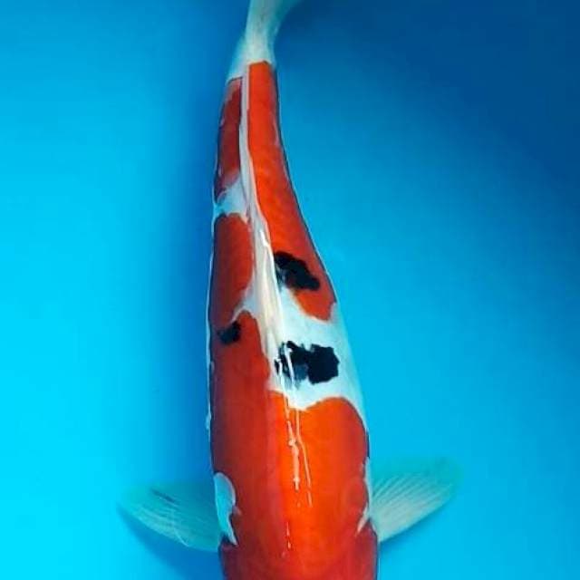 SANKE DOITSU ARAGOKE 29 Cm, JANTAN