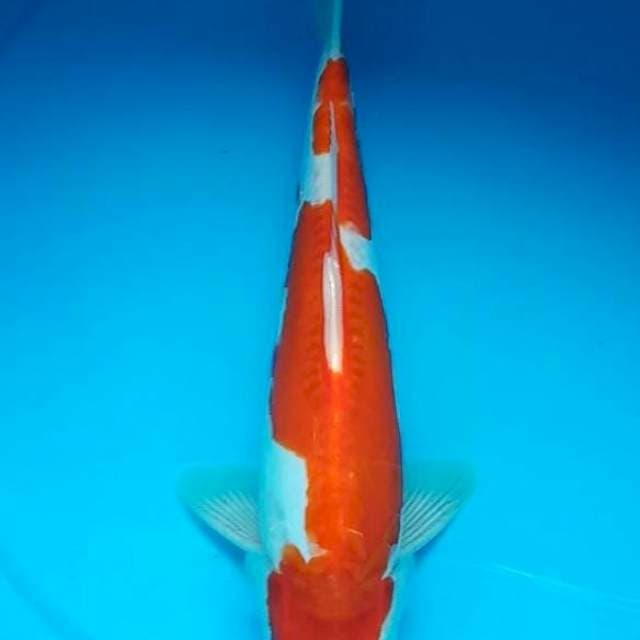 KOHAKU DOITSU ARAGOKE 31 Cm, JANTAN