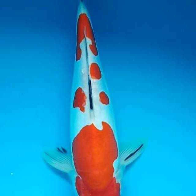 SANKE TATEGOI DOITSU 28 CM, JANTAN