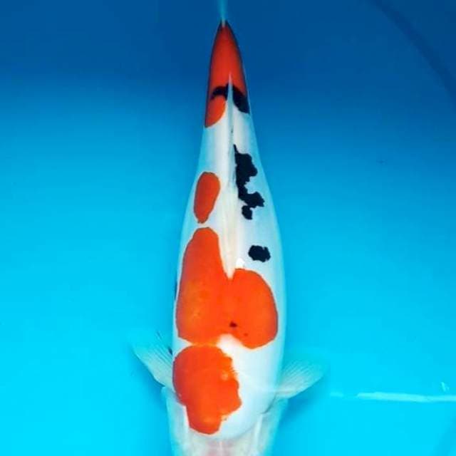 SANKE DOITSU MURNI BULKY 30 Cm