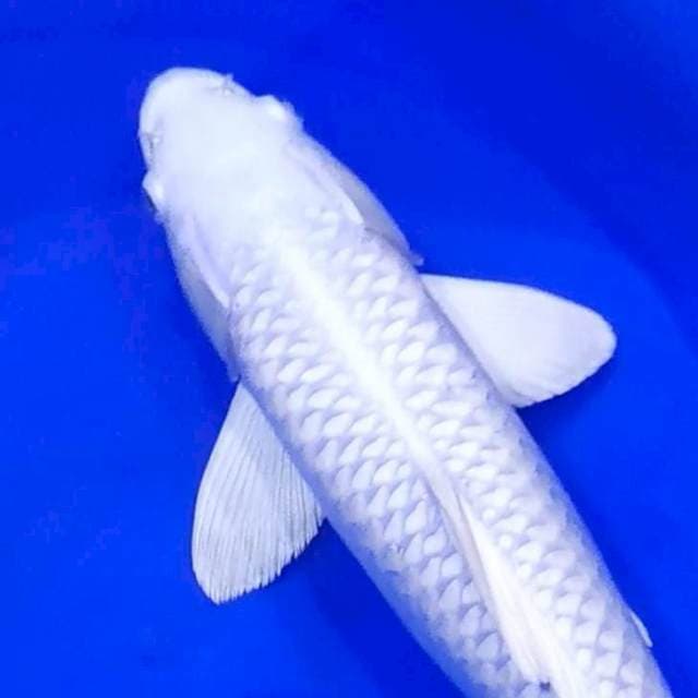 PLATINUM SQ SUPER WHITE 40CM...๐๐ป๐๐ป๐๐ป