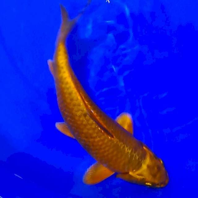 KAWARIMONO 31CM