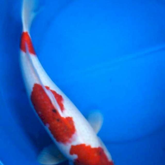 Sk kohaku