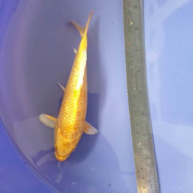 Yamabuki ogon 17 cm