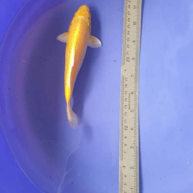 Yamabuki ogon 16 cm body bagus.