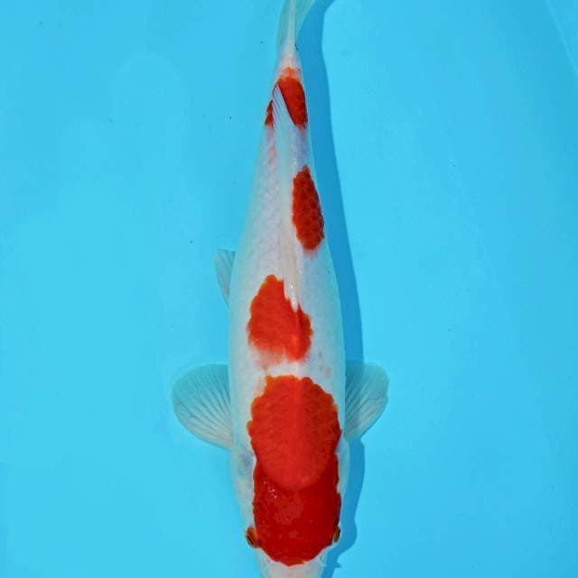 Kohaku 33 cm