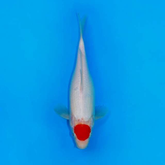 Tancho kohaku