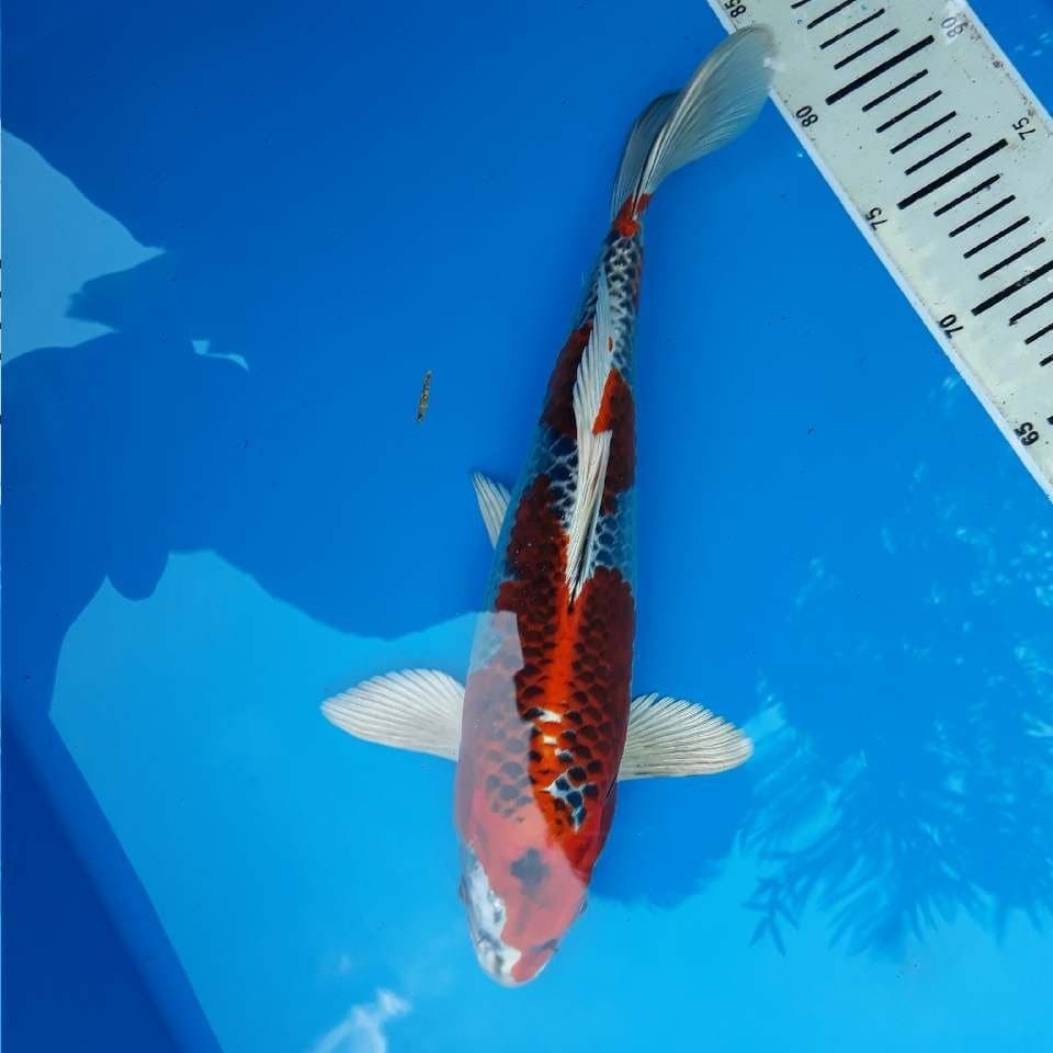 RED KUJAKU QUALITY