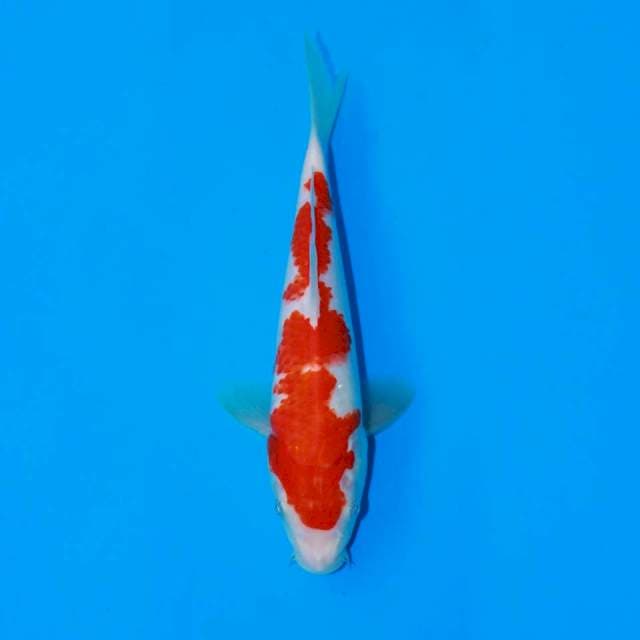 Kohaku