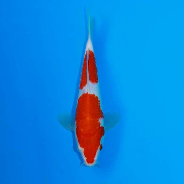 Kohaku