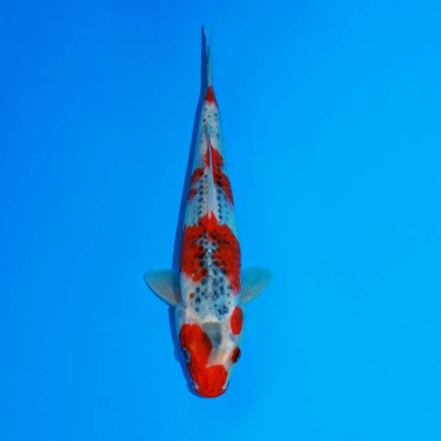 Red goshiki