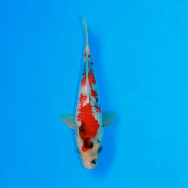 Kanoko showa