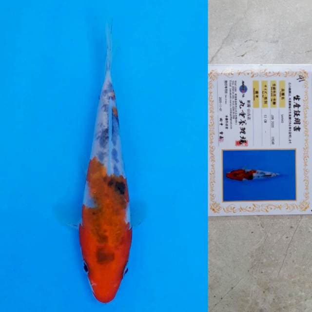 marujyu sanke 14cm certy