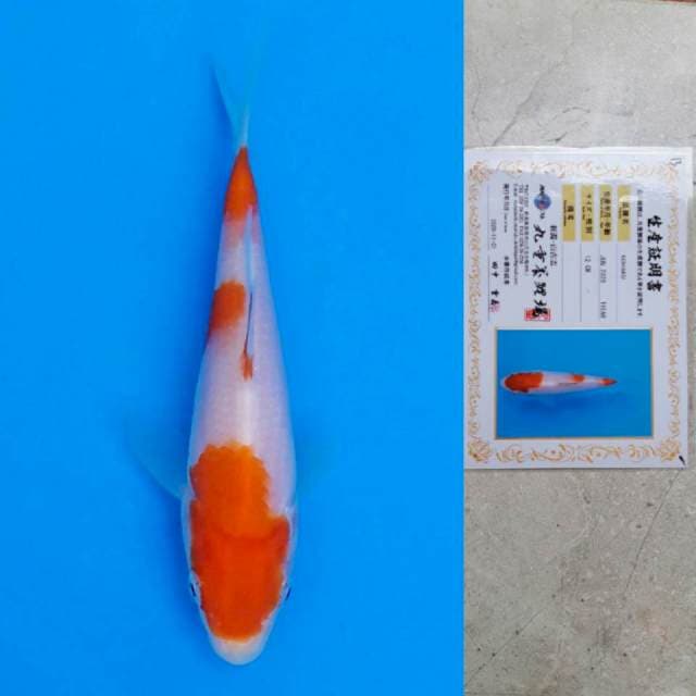 marujyu kohaku 13cm certy